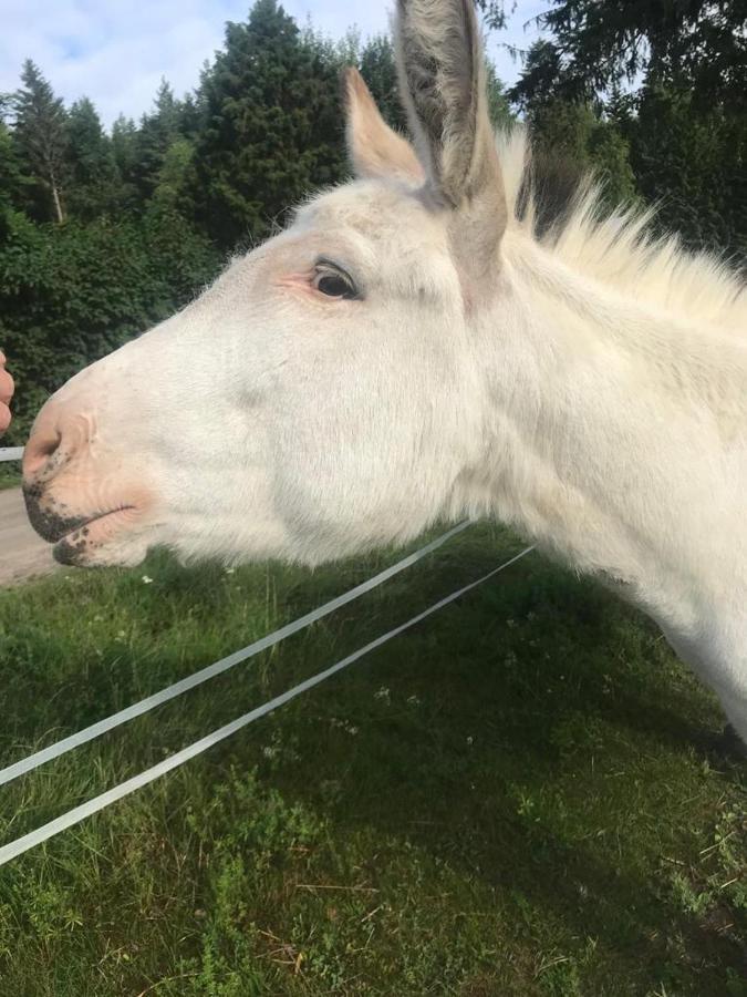 Stuga Asnagard Torsby Exteriör bild